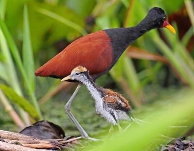 Wattled-Jacana.jpg