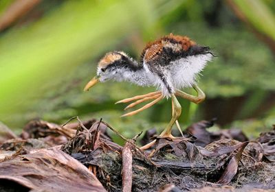 Wattled Jacana