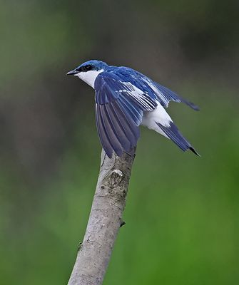 White-winged Swallow