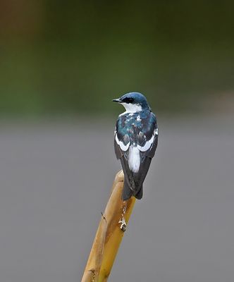 White-winged Swallow