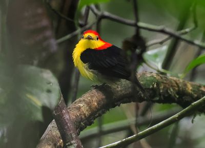 Wire-tailed Manakin