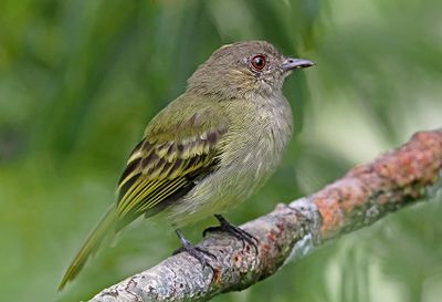 Yellow-crowned Elaenia