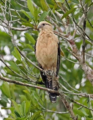 Raptors-Caracaras and Falcons