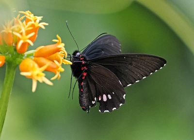 Butterfly Wildsumaco