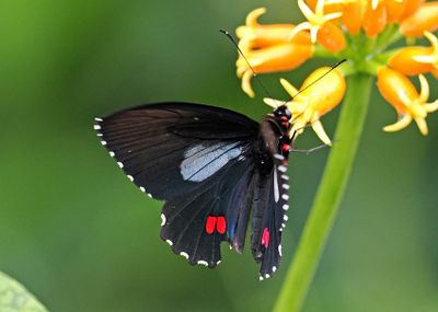 Butterfly Wildsumaco