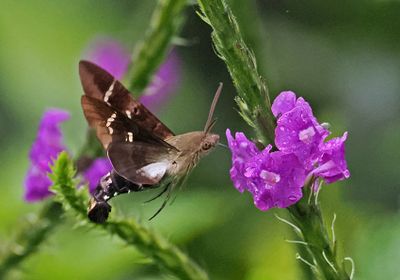 Hawk Moth Wildsumaco