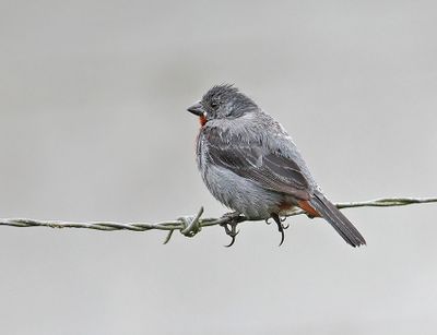 Chestnut-bellied Seedeater