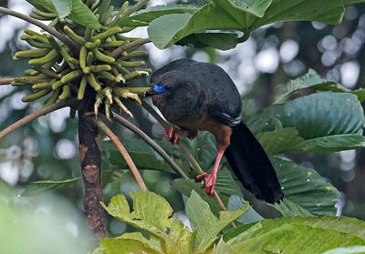 Guans and Chachlacas