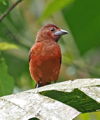 Tanagers-Others