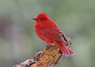 Summer Tanager