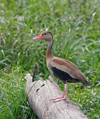 Black-bellied Whistling-Duck
