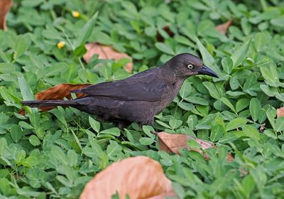 Carib Grackle