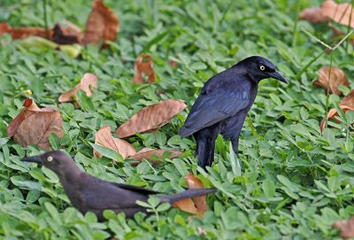 Carib Grackle