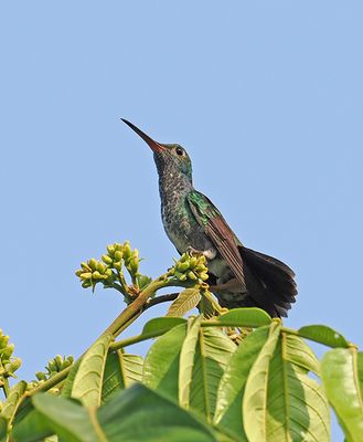 Glittering-throated Emerald