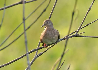 Plain-breasted Ground-Dove