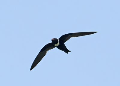 Swifts