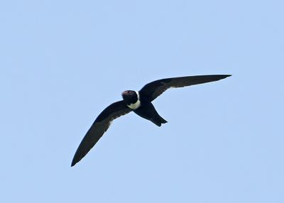 White-collared Swift