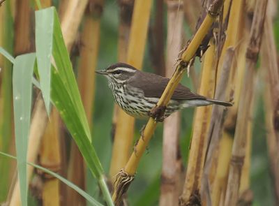 Northern Waterthrush