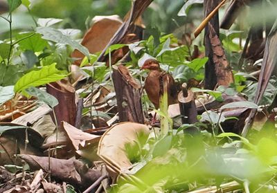 Ruddy Quail-Dove