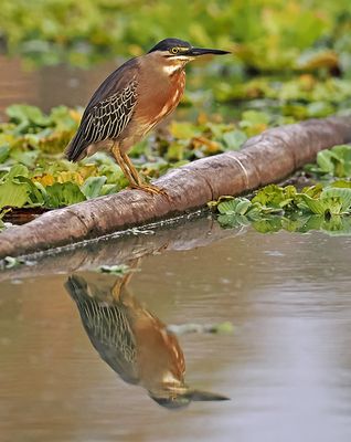 Striated Heron