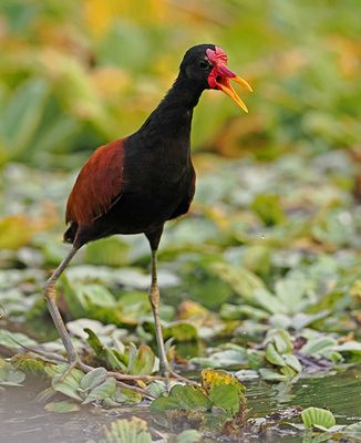 Wattled Jacana