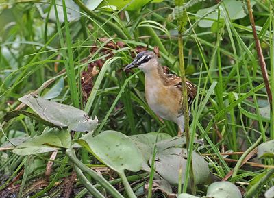 Yellow-breasted Crake