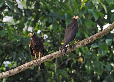 Black Caracara