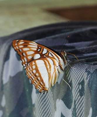 Butterfly Mandari-panga