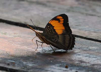 Butterfly Mandari-panga