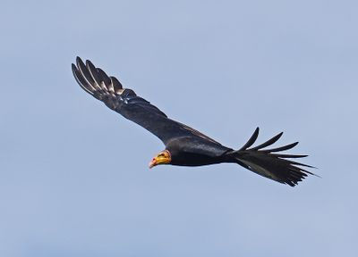 Greater Yellow-headed Vulture