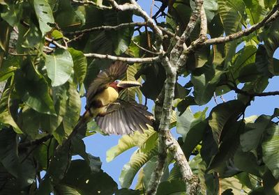 Lettered Aracari