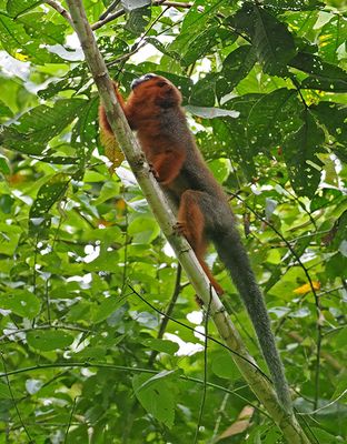 White-tailed Titi-Monkey