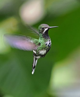 Hummingbirds-Woodstars and Thorntails