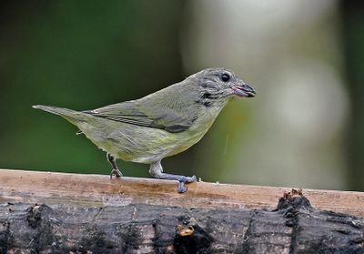 Thick-billed Euphonia