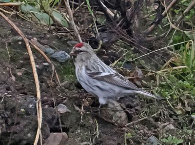 Arctic Redpoll