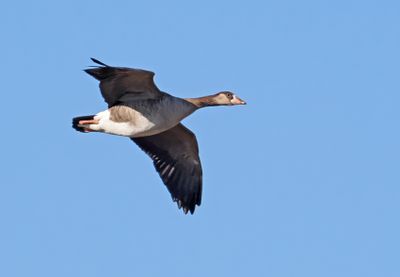 Hybrid Graylag x Canada Goose