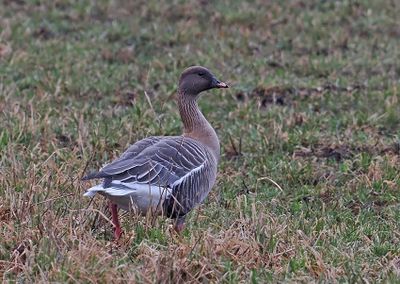 Pink-footed Goose