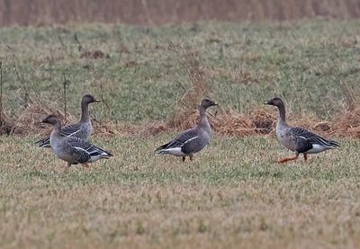 Tundra Bean-Goose