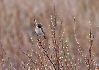 European Stonechat