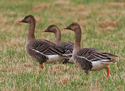 Tundra Bean-Goose