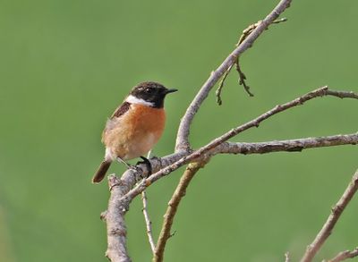 European Stonechat