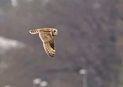 Short-eared Owl 