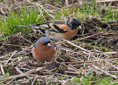 Brambling