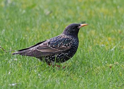 European Starling