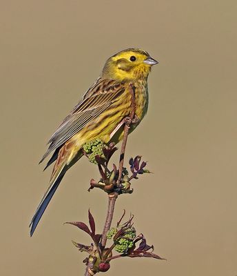 Sparrows and Buntings