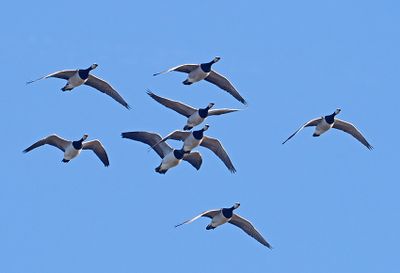 Geese