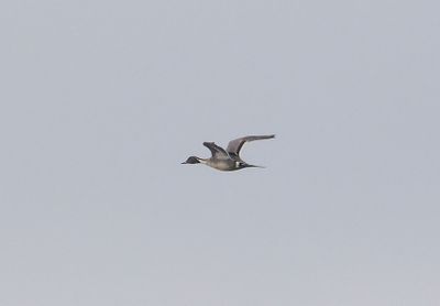 Northern Pintail