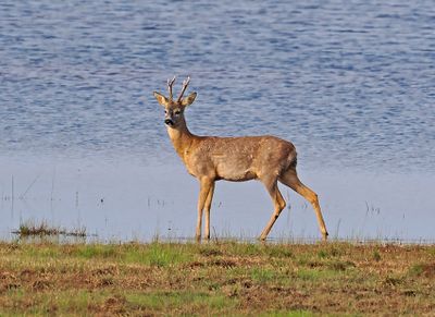 Mammals in Sweden