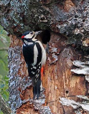 Woodpeckers