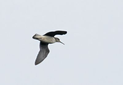 Green Sandpiper